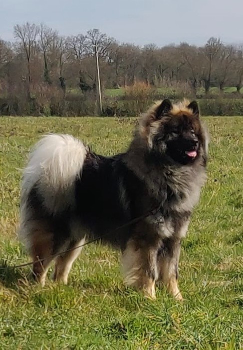 Vemund valko joggie Des Murmures De Sigrune