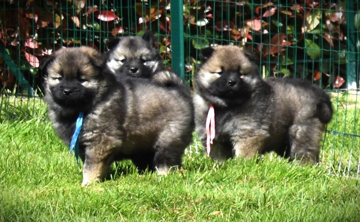 Prochaine portée début 2027