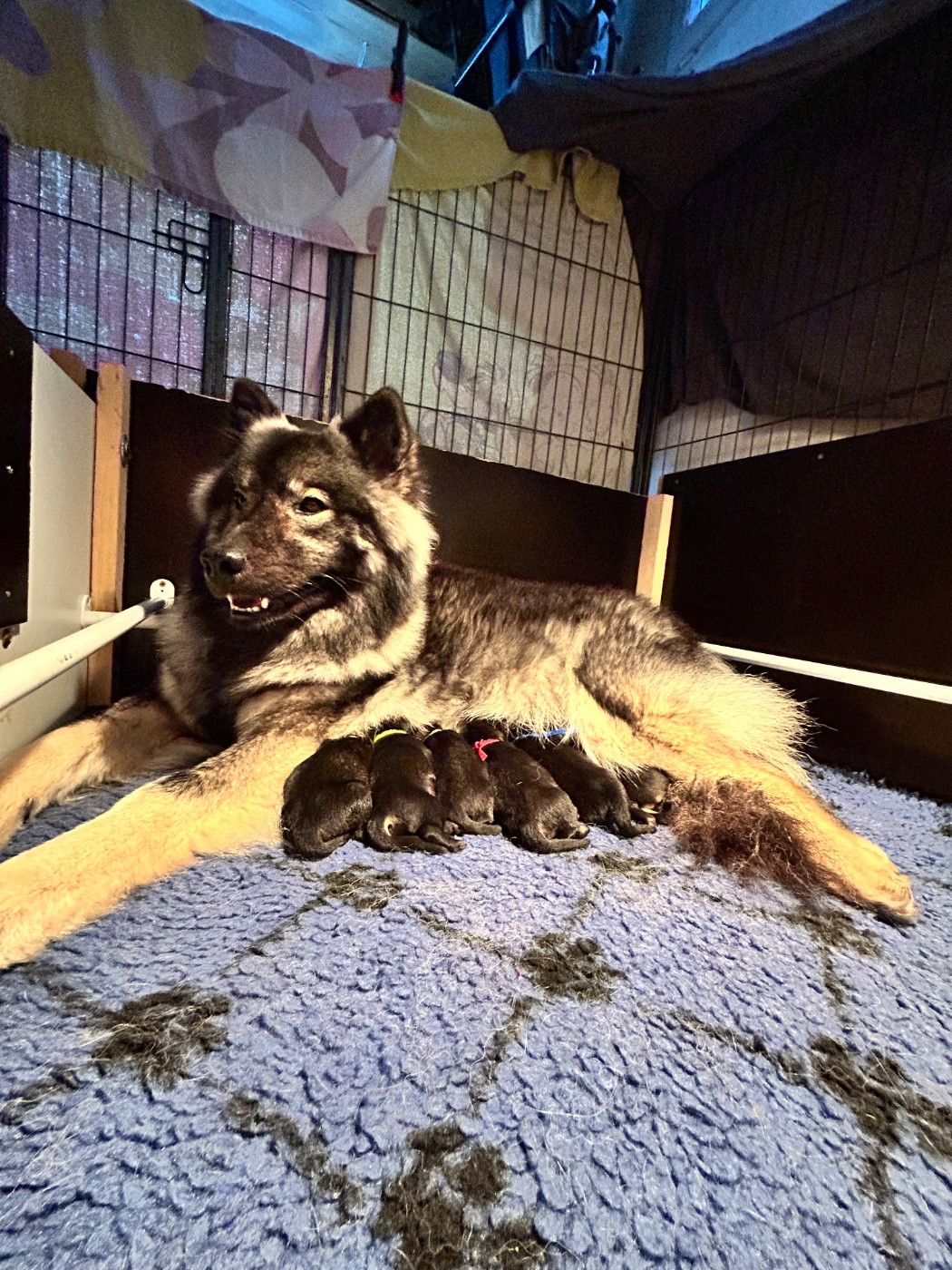 Des Murmures De Sigrune - Eurasier - Portée née le 12/12/2025