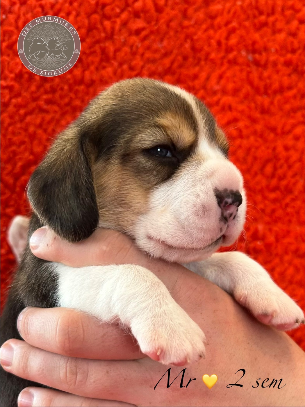 Des Murmures De Sigrune - Chiots disponibles - Beagle