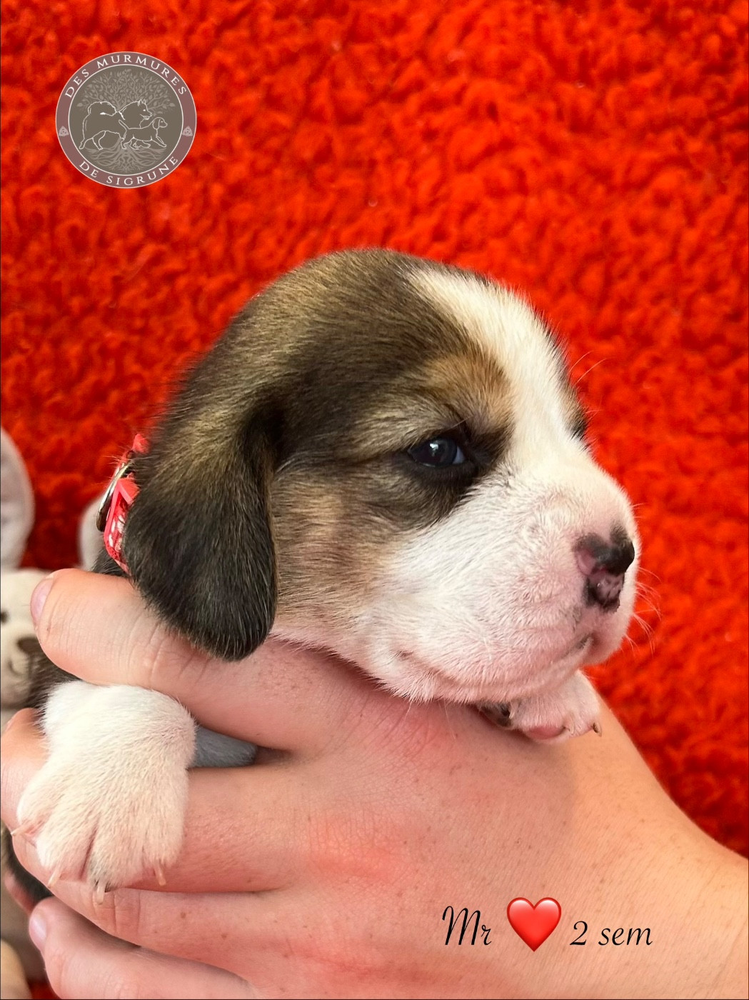 Des Murmures De Sigrune - Chiots disponibles - Beagle