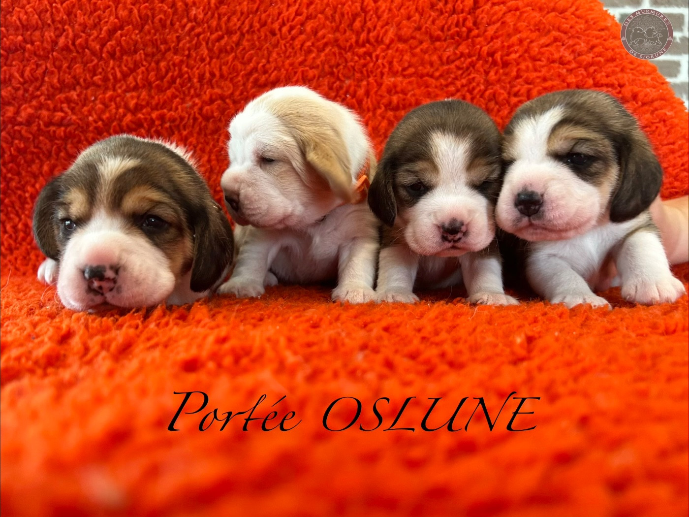 Chiot Beagle Des Murmures De Sigrune