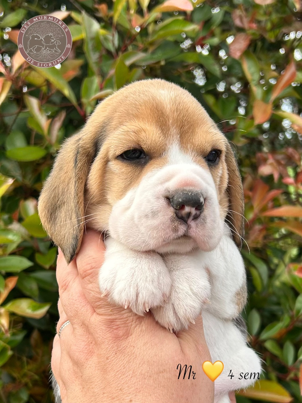 Des Murmures De Sigrune - Chiots disponibles - Beagle