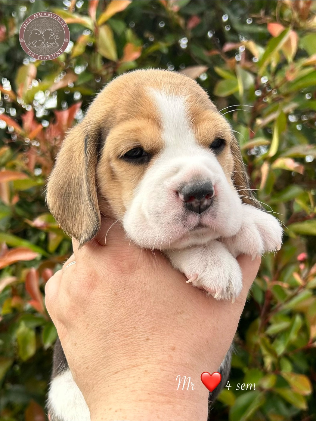 Des Murmures De Sigrune - Chiots disponibles - Beagle