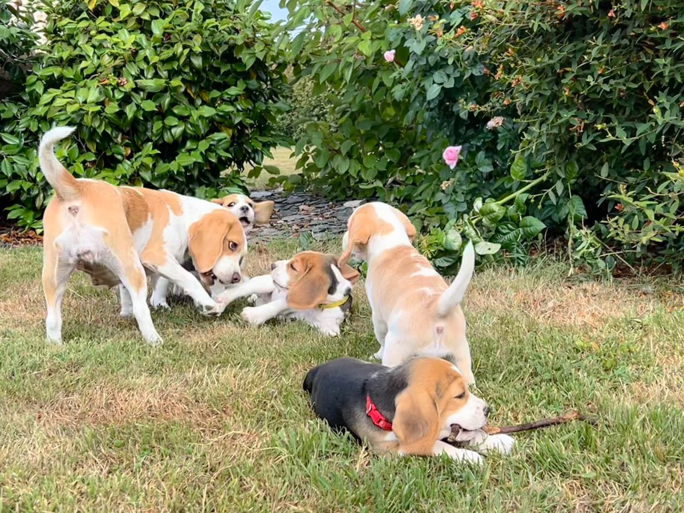 Chiot Beagle Des Murmures De Sigrune