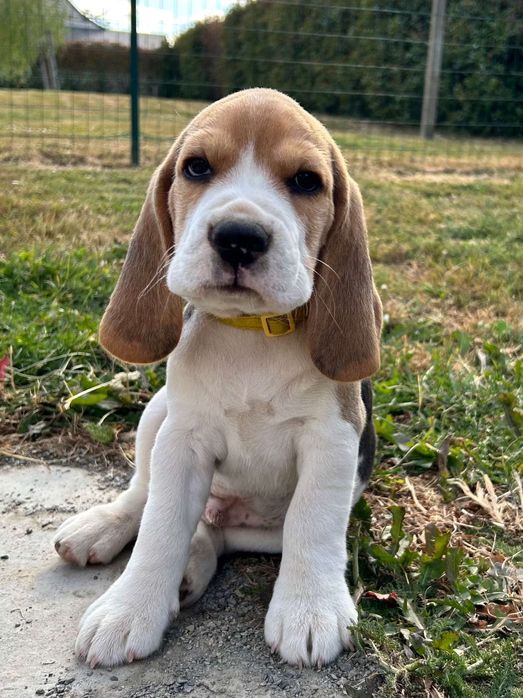 Des Murmures De Sigrune - Chiots disponibles - Beagle